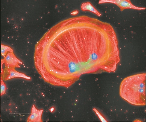荧光染料：细胞王国的“魔法师”